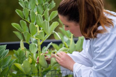 Kadın bilim adamı Amerika 'daki bir tarladan toprak ve bitki örnekleri alıyor.