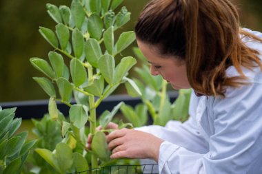 Kadın bilim adamı Amerika 'daki bir tarladan toprak ve bitki örnekleri alıyor.