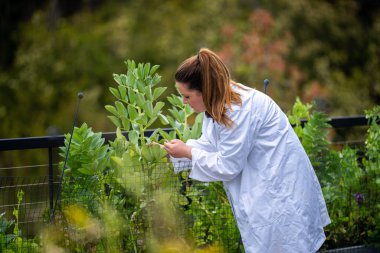 Kadın bilim adamı Amerika 'daki bir tarladan toprak ve bitki örnekleri alıyor.
