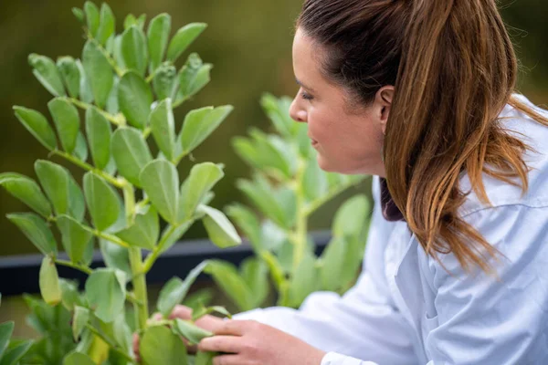 female farmer scientist researching plants and agricultural research in australia