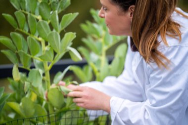 Bir üniversitede bilim kadını. Amerika 'da bitki bilimi üzerine deneyler yapıyorum.