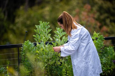 Kadın bilim adamı Amerika 'daki bir tarladan toprak ve bitki örnekleri alıyor.