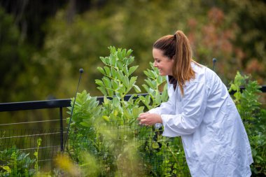 Dişi çiftçiler çiftlikte bitki yetiştiriyor.