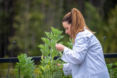 Bir üniversitede bilim kadını. Amerika 'da bitki bilimi üzerine deneyler yapıyorum.