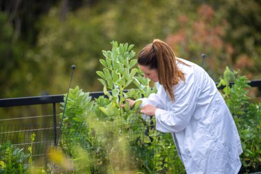 Bir üniversitede bilim kadını. Amerika 'da bitki bilimi üzerine deneyler yapıyorum.