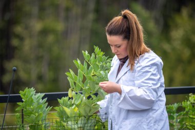 Dişi çiftçiler çiftlikte bitki yetiştiriyor.