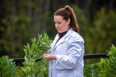 Bir üniversitede bilim kadını. Amerika 'da bitki bilimi üzerine deneyler yapıyorum.