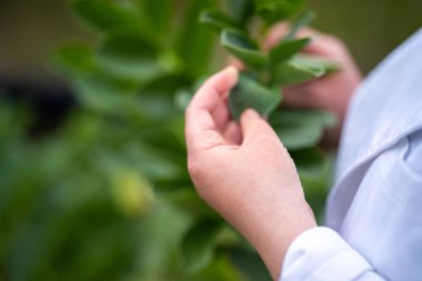 Dişi çiftçiler çiftlikte bitki yetiştiriyor.