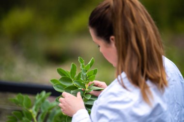 Bir üniversitede bilim kadını. Amerika 'da bitki bilimi üzerine deneyler yapıyorum.