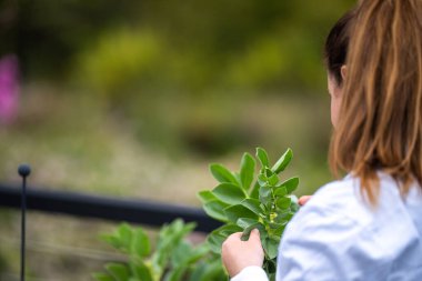 Kadın bilim adamı Amerika 'daki bir tarladan toprak ve bitki örnekleri alıyor.