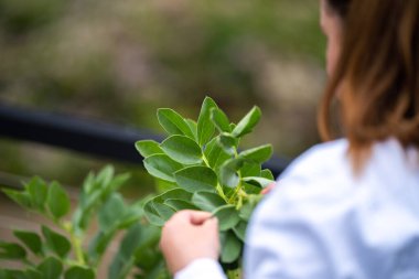 Kadın bilim adamı Amerika 'daki bir tarladan toprak ve bitki örnekleri alıyor.