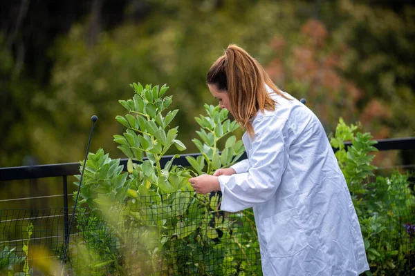 Dişi çiftçiler çiftlikte bitki yetiştiriyor.