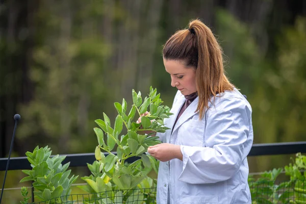 Avustralya 'da bitki ve tarım araştırmaları yapan kadın çiftçi bilim adamı.