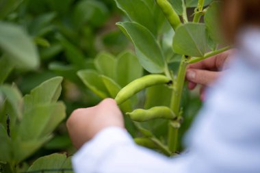 Kadın bilim adamı Amerika 'daki bir tarladan toprak ve bitki örnekleri alıyor.