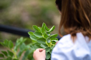 Bir üniversitede bilim kadını. Amerika 'da bitki bilimi üzerine deneyler yapıyorum.