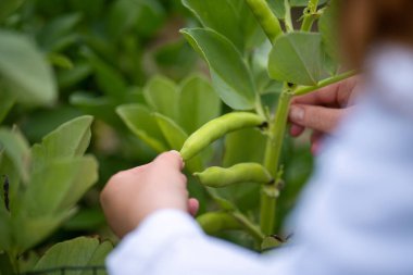 Kadın bilim adamı tarımsal araştırmalar yapıyor. Kadın çiftçi, laboratuvar önlüğüyle çimen ve bitki yetiştiriyor. Avustralya 'da toprak smaples test tüpü topluyor.