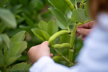 Avustralya 'da bitki ve tarım araştırmaları yapan kadın çiftçi bilim adamı.