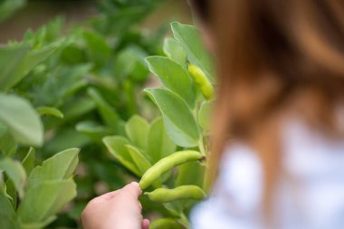 Bir üniversitede bilim kadını. Amerika 'da bitki bilimi üzerine deneyler yapıyorum.