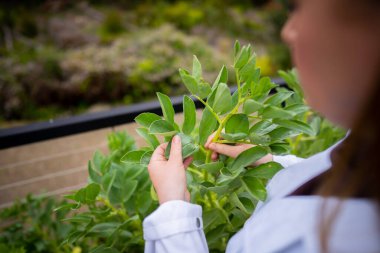 Kadın bilim adamı Amerika 'daki bir tarladan toprak ve bitki örnekleri alıyor.