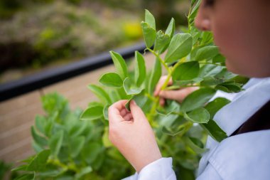 Dişi çiftçiler çiftlikte bitki yetiştiriyor.