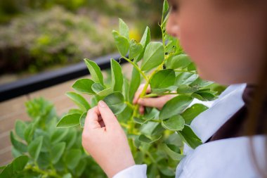 Bir üniversitede bilim kadını. Amerika 'da bitki bilimi üzerine deneyler yapıyorum.