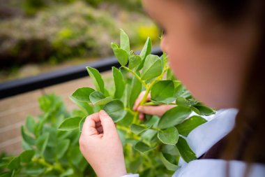 Kadın bilim adamı Amerika 'daki bir tarladan toprak ve bitki örnekleri alıyor.