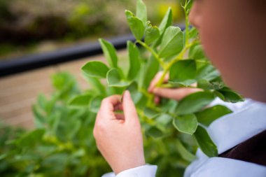 Bir üniversitede bilim kadını. Amerika 'da bitki bilimi üzerine deneyler yapıyorum.