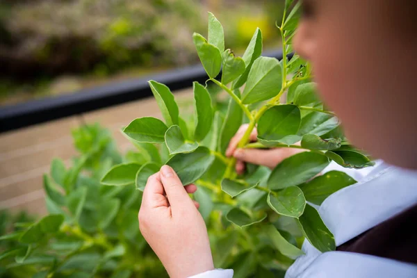 stock image female scientist student in a university. studying plant science doing experiments in america