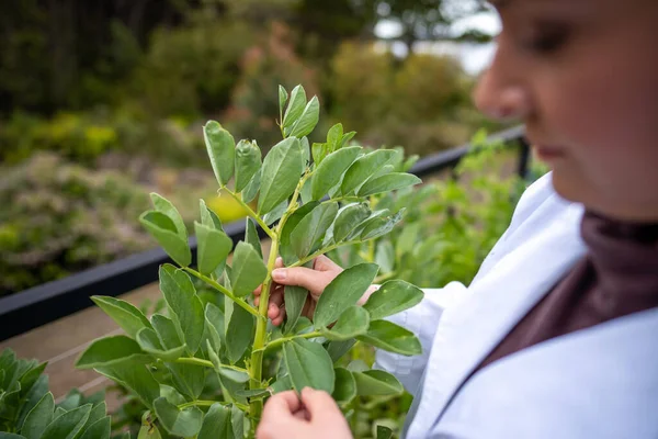 female farmer scientist researching plants and agricultural research in australia