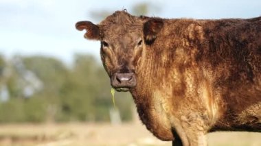 Livestock grazing on pasture and grass in a field on an organic, regenerative and sustainable food in outback Australia. Fat cows and beef cattle in Asia and america. american beef