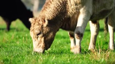 Livestock grazing on pasture and grass in a field on an organic, regenerative and sustainable food in outback Australia. Fat cows and beef cattle in Asia and america. american beef