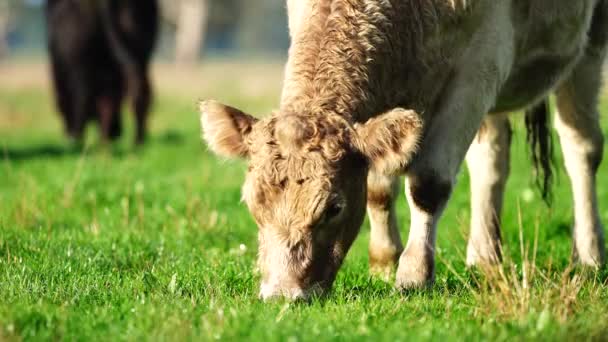 Regenerative Landwirtschaft Kühe Auf Dem Feld Grasen Auf Gras Und — Stockvideo
