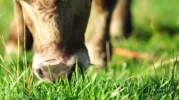 Livestock Grazing Pasture Grass Field Organic Regenerative Sustainable Food Outback — Stock video