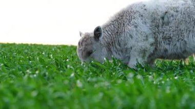 Yenileyici tarım inekleri tarlada, Avustralya 'da çim ve çayırlarda otluyorlar, bir çiftlikte. Saman yiyen sığırlar. Cinsler arasında Speckle Park, Murray Grey, Angus, wagyu, mandıra.