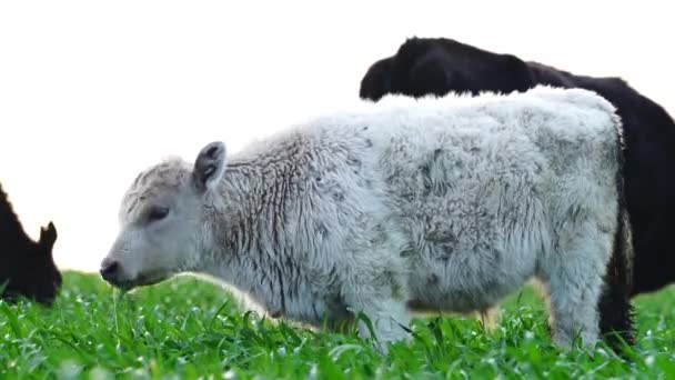 Livestock Grazing Pasture Grass Field Organic Regenerative Sustainable Food Outback — Stock videók