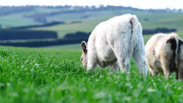 Livestock Grazing Pasture Grass Field Organic Regenerative Sustainable Food Outback — Vídeos de Stock