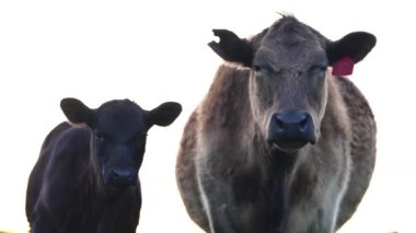 Yenileyici tarım inekleri tarlada, Avustralya 'da çim ve çayırlarda otluyorlar, bir çiftlikte. Saman yiyen sığırlar. Cinsler arasında Speckle Park, Murray Grey, Angus, wagyu, mandıra.