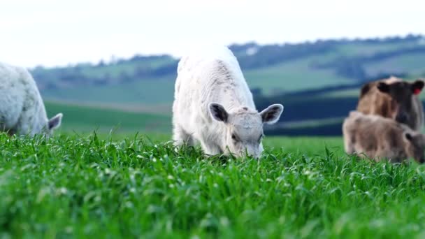 Livestock Grazing Pasture Grass Field Organic Regenerative Sustainable Food Outback — Αρχείο Βίντεο