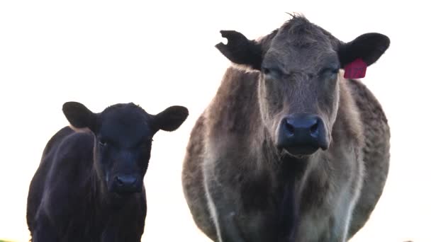 Regeneracyjne Krowy Rolnicze Polu Wypasane Trawie Pastwiskach Australii Farmie Bydło — Wideo stockowe