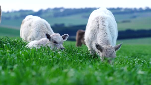 Αναγεννητικές Γεωργικές Αγελάδες Στο Χωράφι Βόσκηση Γρασίδι Και Βοσκότοπους Στην — Αρχείο Βίντεο