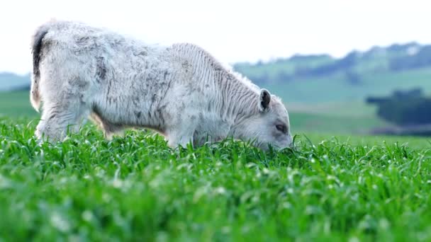 Vacas Agrícolas Regenerativas Campo Pastando Pasto Pastos Australia Rancho Agrícola — Vídeos de Stock
