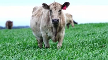 Livestock grazing on pasture and grass in a field on an organic, regenerative and sustainable food in outback Australia. Fat cows and beef cattle in Asia and america. american beef