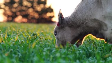 Yenileyici tarım inekleri tarlada, Avustralya 'da çim ve çayırlarda otluyorlar, bir çiftlikte. Saman yiyen sığırlar. Cinsler arasında Speckle Park, Murray Grey, Angus, wagyu, mandıra.