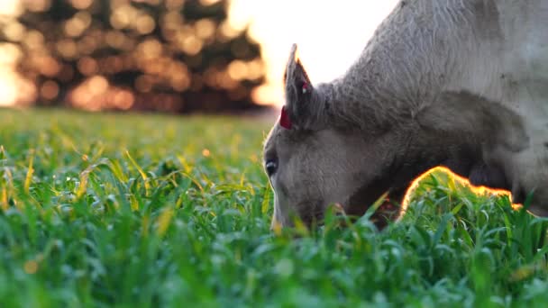 Regenerative Landwirtschaft Kühe Auf Dem Feld Grasen Auf Gras Und — Stockvideo