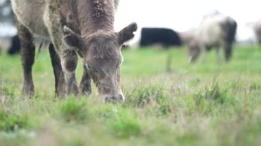 Livestock grazing on pasture and grass in a field on an organic, regenerative and sustainable food in outback Australia. Fat cows and beef cattle in Asia and america. american beef