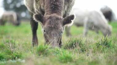 Livestock grazing on pasture and grass in a field on an organic, regenerative and sustainable food in outback Australia. Fat cows and beef cattle in Asia and america. american beef