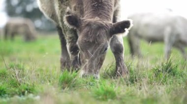 Yenileyici tarım inekleri tarlada, Avustralya 'da çim ve çayırlarda otluyorlar, bir çiftlikte. Saman yiyen sığırlar. Cinsler arasında Speckle Park, Murray Grey, Angus, wagyu, mandıra.
