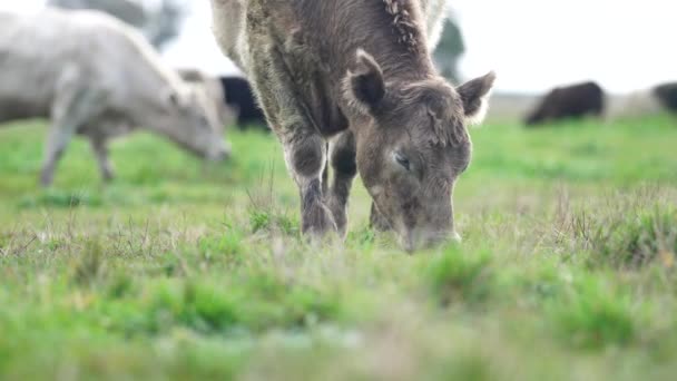 畑の再生可能な農業牛 オーストラリアの草や牧草地での放牧 農業牧場で 牛は干し草とシラージュを食べる 品種には 斑点公園 マレーグレー アンガス 乳製品などがあります — ストック動画