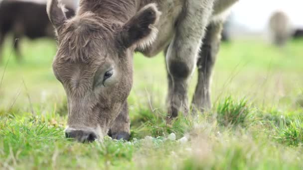 Αναγεννητικές Γεωργικές Αγελάδες Στο Χωράφι Βόσκηση Γρασίδι Και Βοσκότοπους Στην — Αρχείο Βίντεο