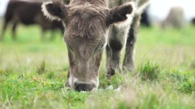 Livestock grazing on pasture and grass in a field on an organic, regenerative and sustainable food in outback Australia. Fat cows and beef cattle in Asia and america. american beef